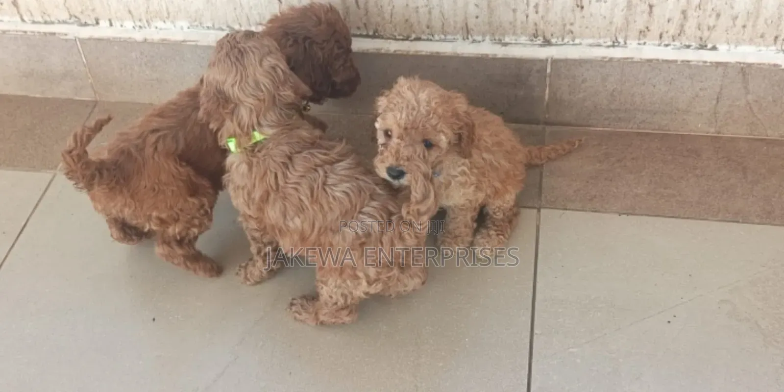 1-3 months Male Purebred Poodle