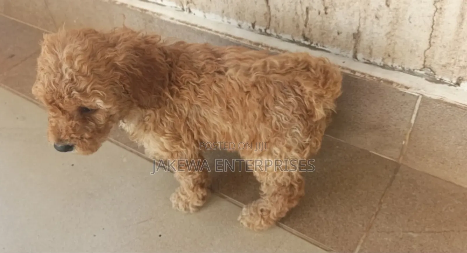 1-3 months Male Purebred Poodle