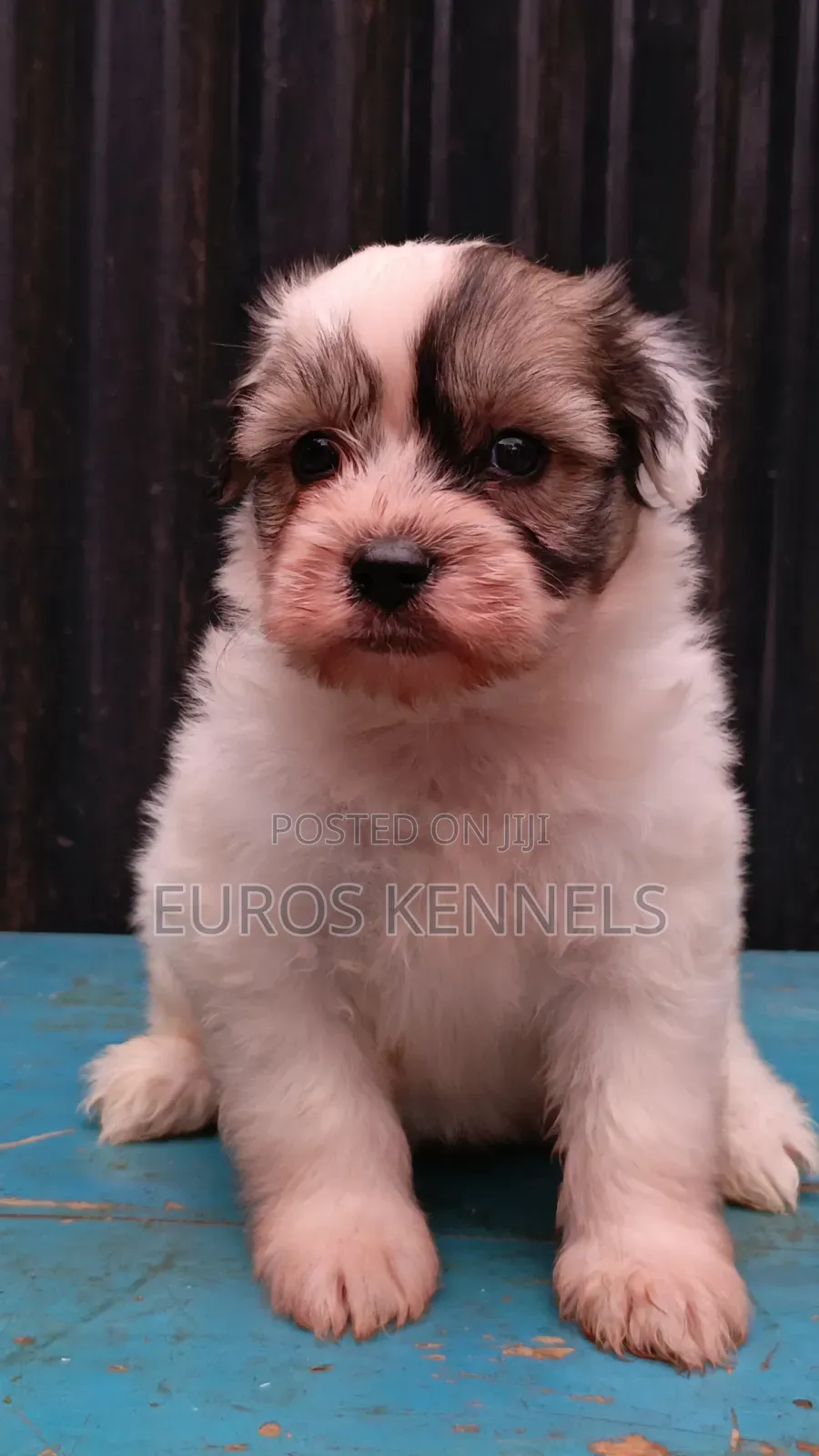 1-3 months Female Purebred Havanese