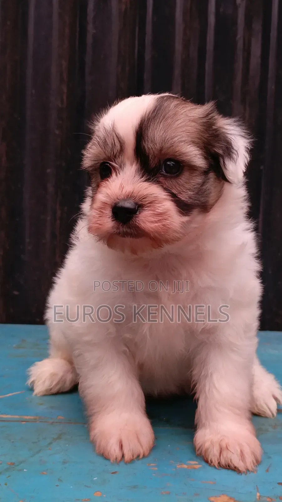 1-3 months Female Purebred Havanese