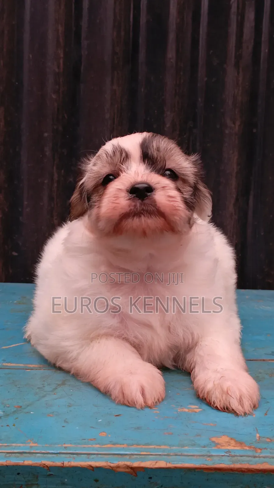 1-3 months Female Purebred Havanese