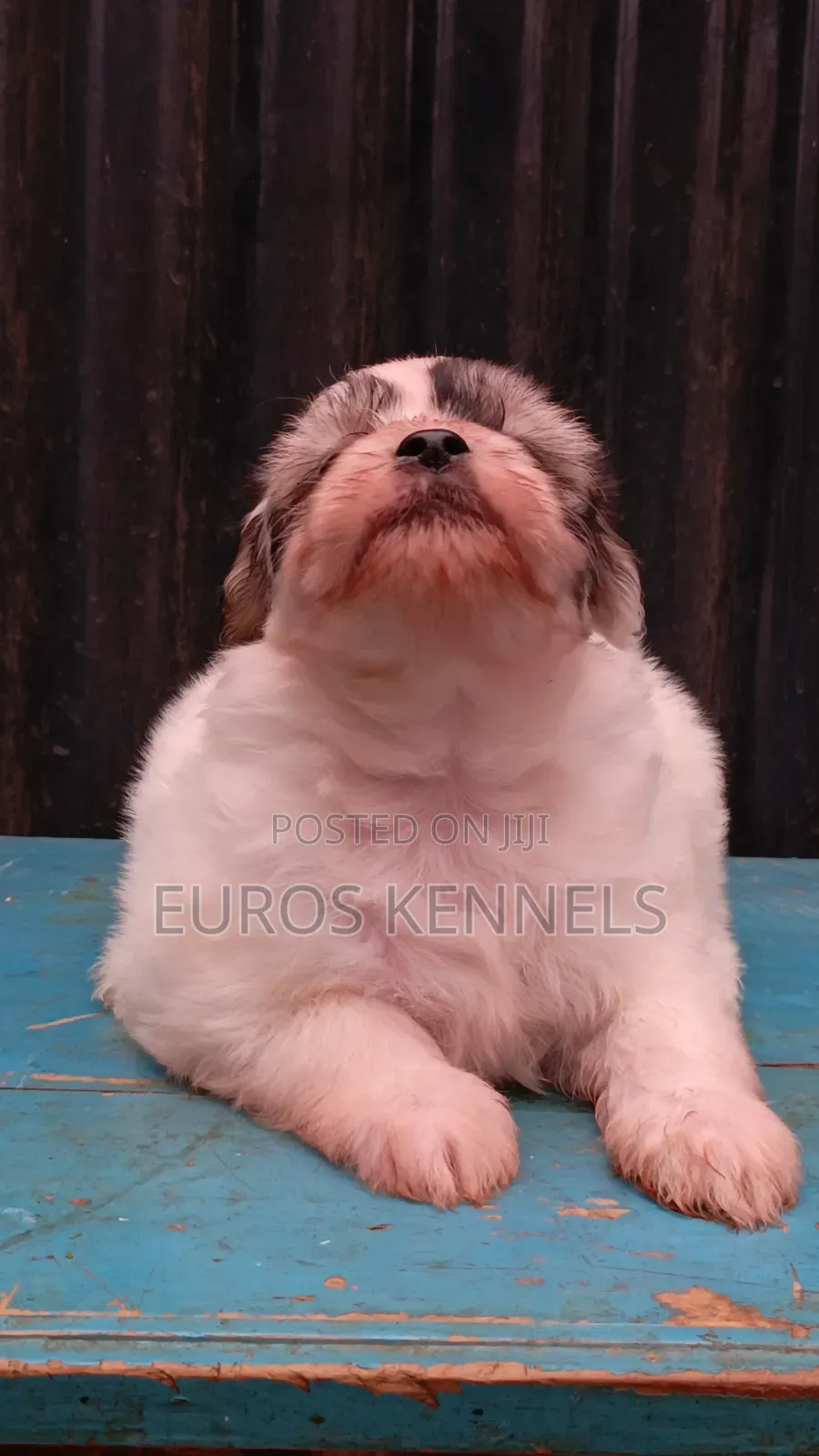 1-3 months Female Purebred Havanese