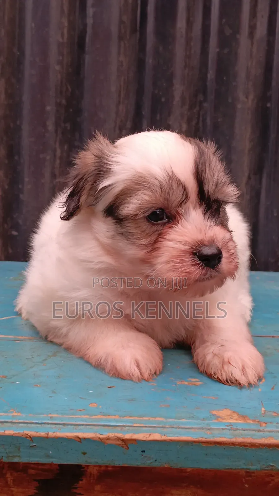 1-3 months Female Purebred Havanese