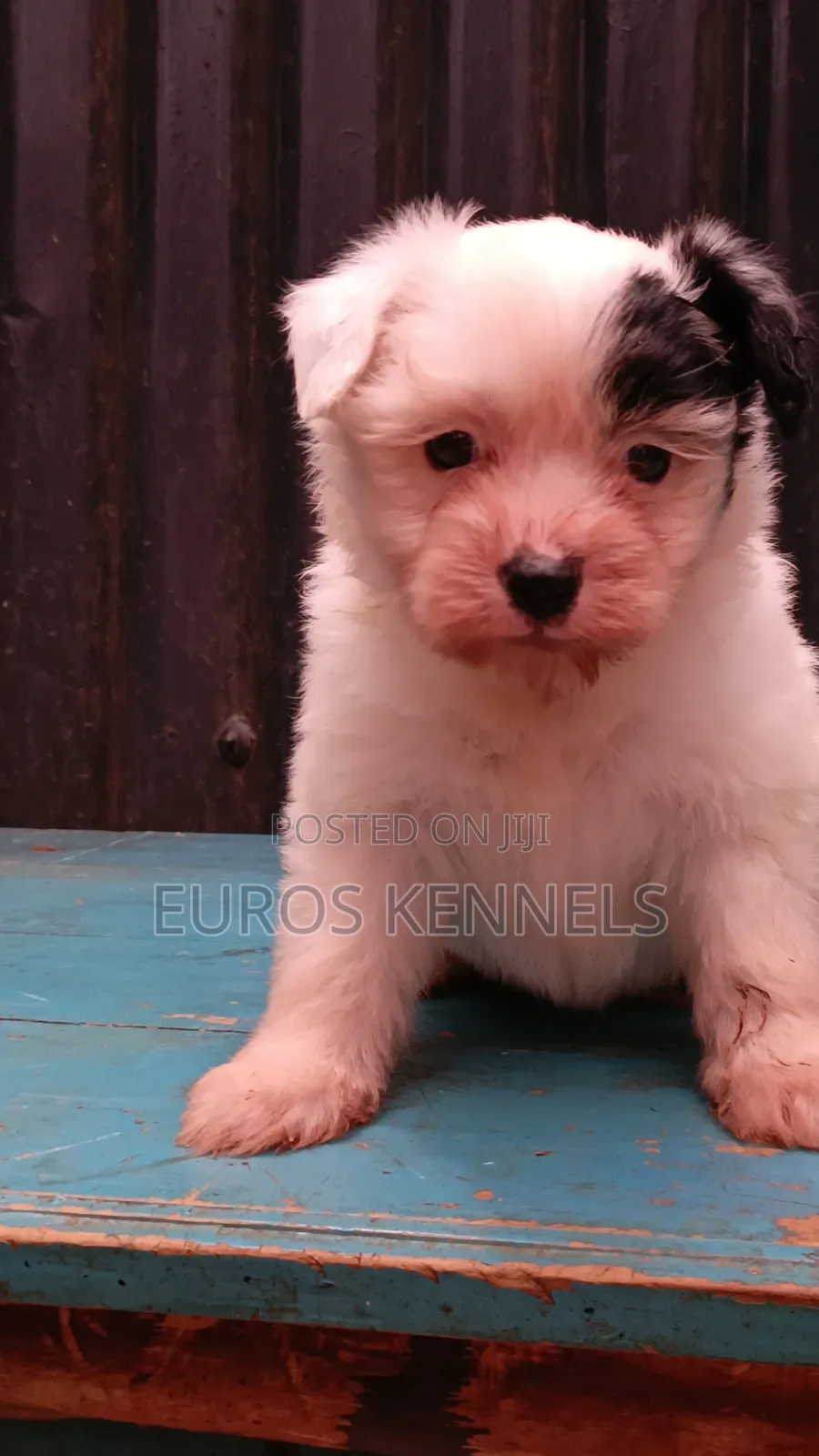 1-3 months Female Purebred Havanese