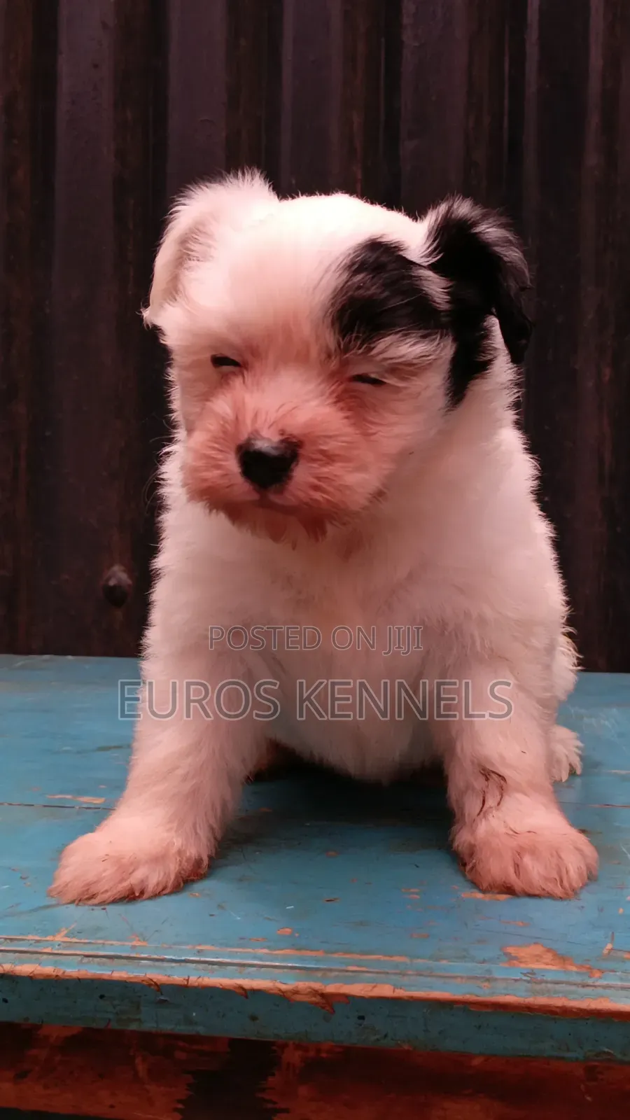 1-3 months Female Purebred Havanese
