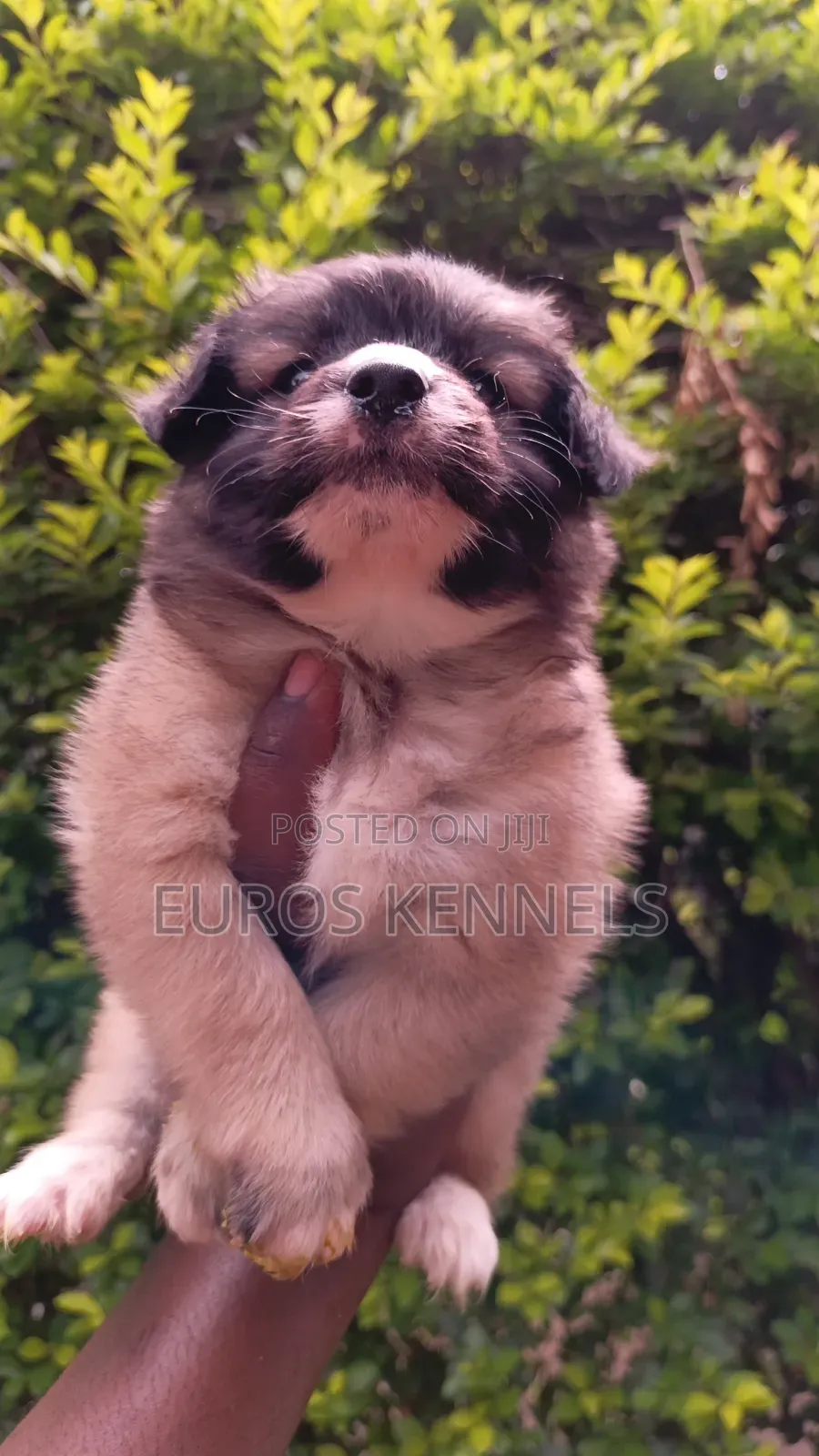 1-3 months Male Purebred Havanese