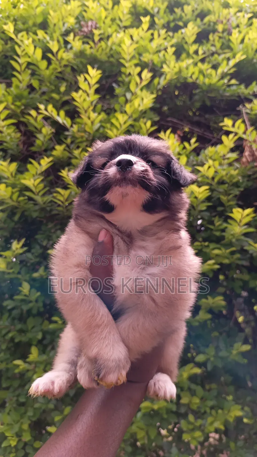 1-3 months Male Purebred Havanese