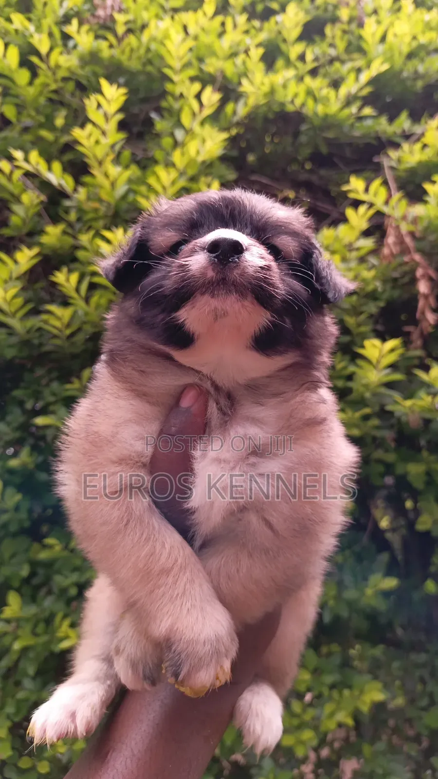 1-3 months Male Purebred Havanese