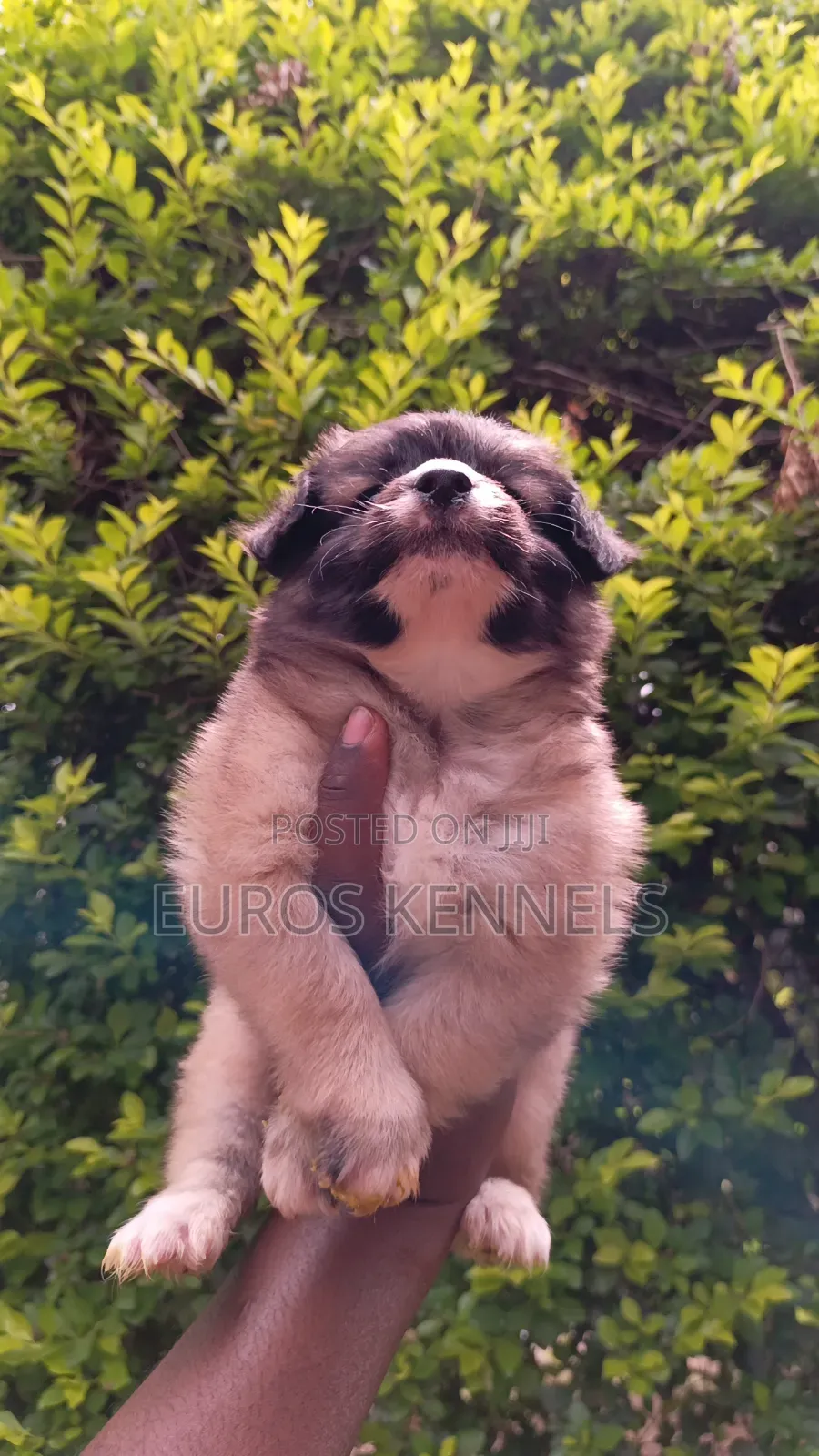 1-3 months Male Purebred Havanese