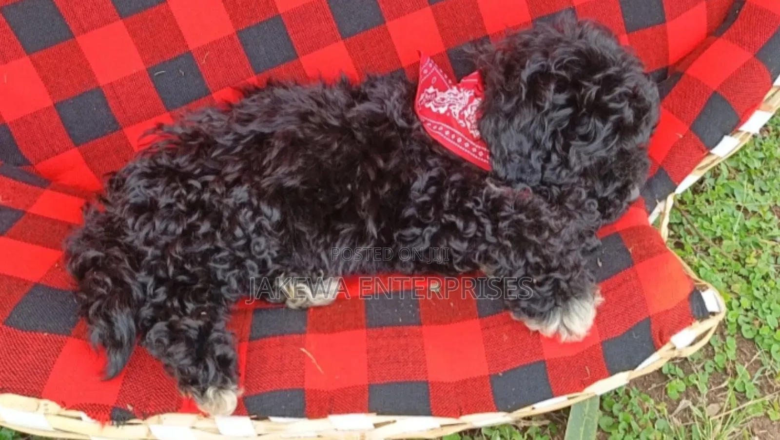 1-3 months Female Purebred Poodle