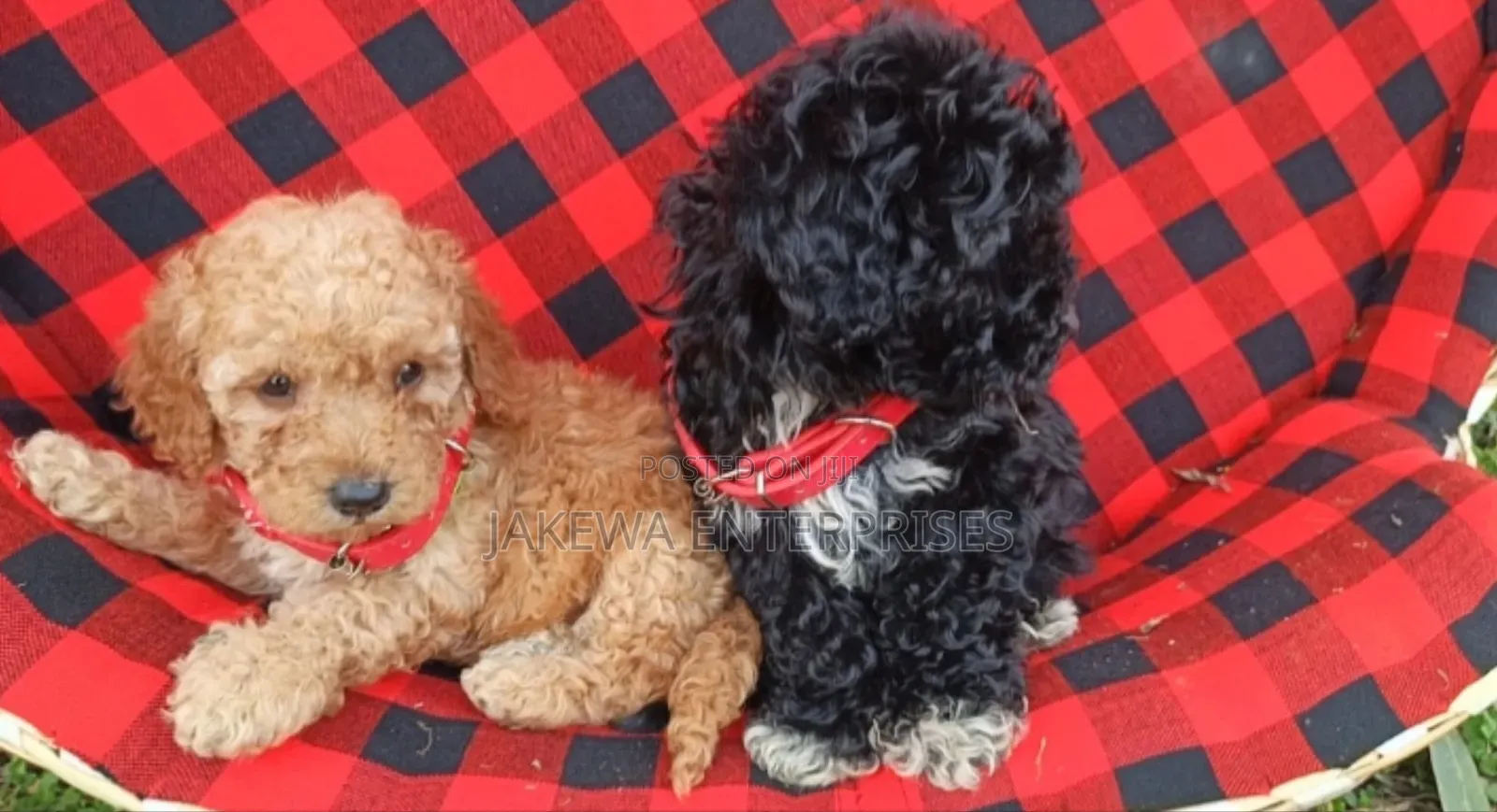 1-3 months Male Purebred Poodle