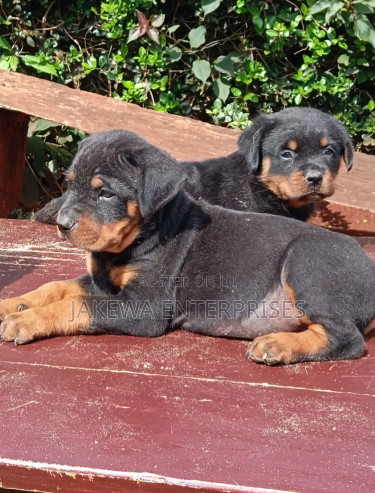 1-3 months Male Purebred Rottweiler