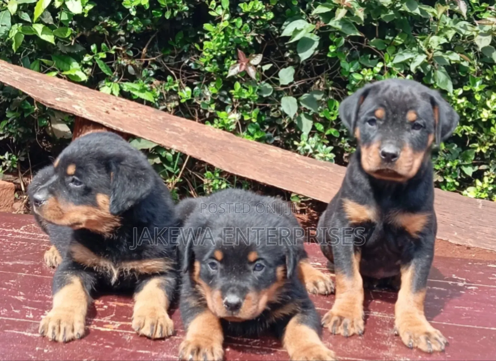 1-3 months Female Purebred Rottweiler