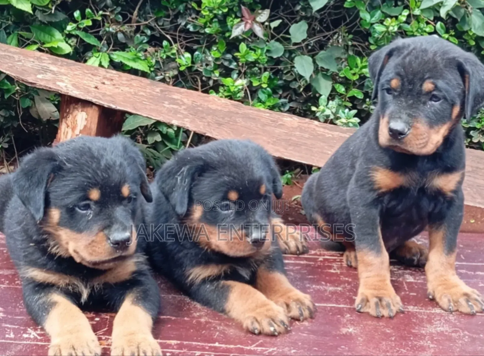 1-3 months Male Purebred Rottweiler