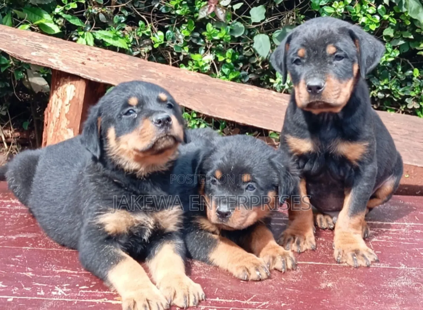 1-3 months Female Purebred Rottweiler