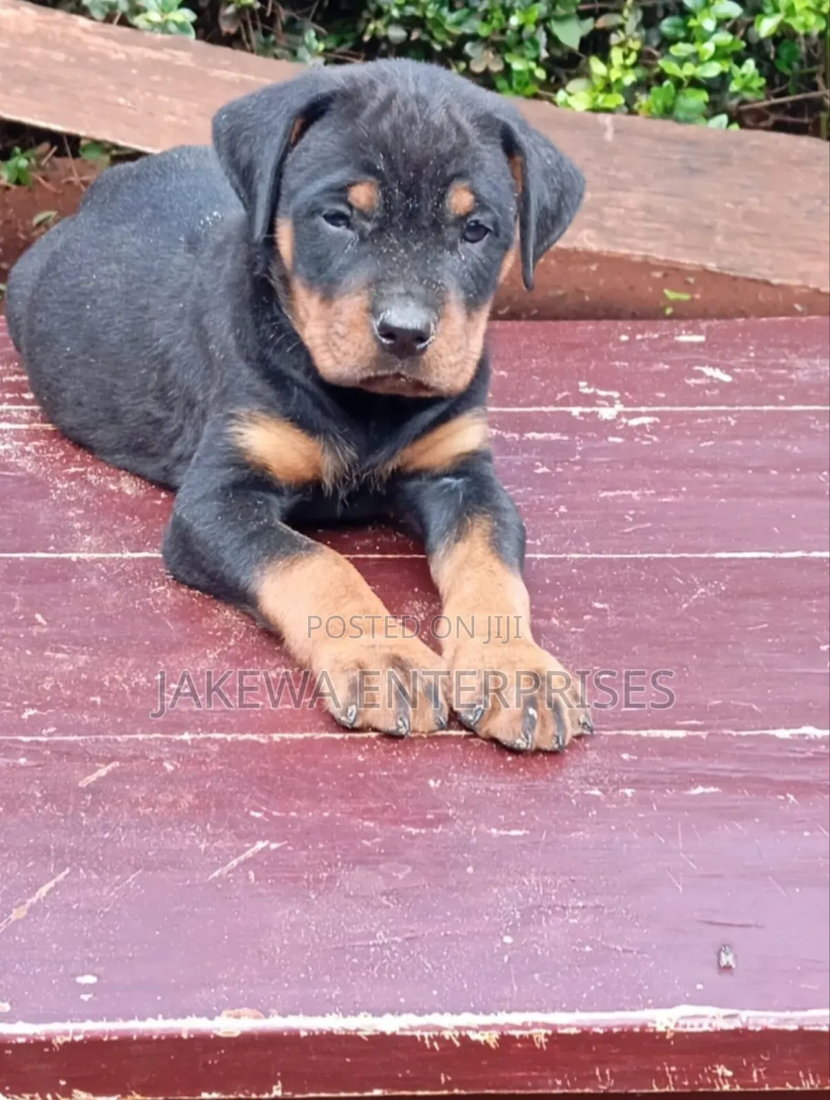 1-3 months Male Purebred Rottweiler
