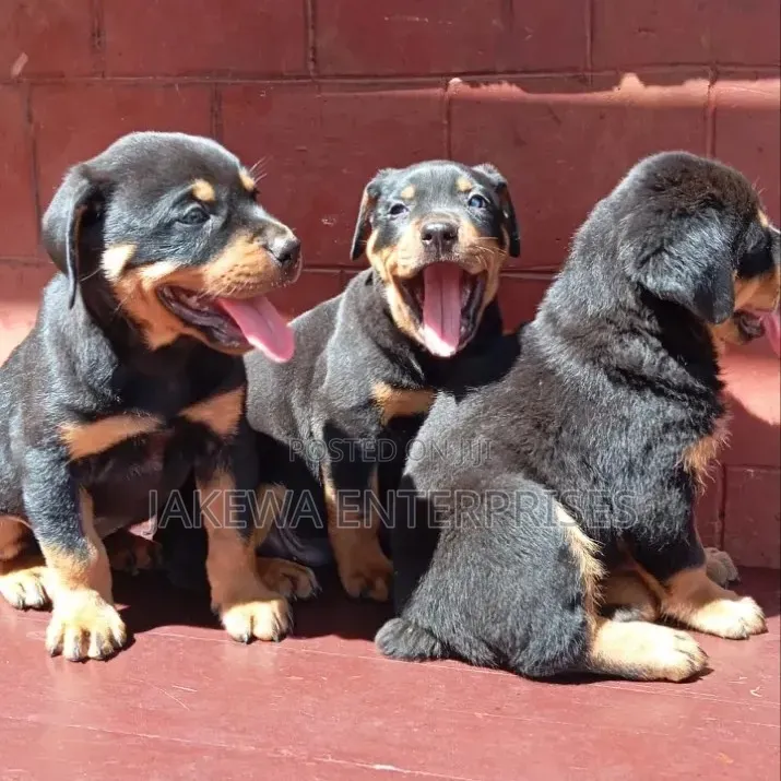 1-3 months Male Purebred Rottweiler