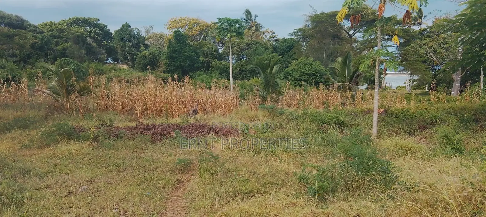 4.3-Acre Beachfront Property for Sale | Tiwi, Kwale