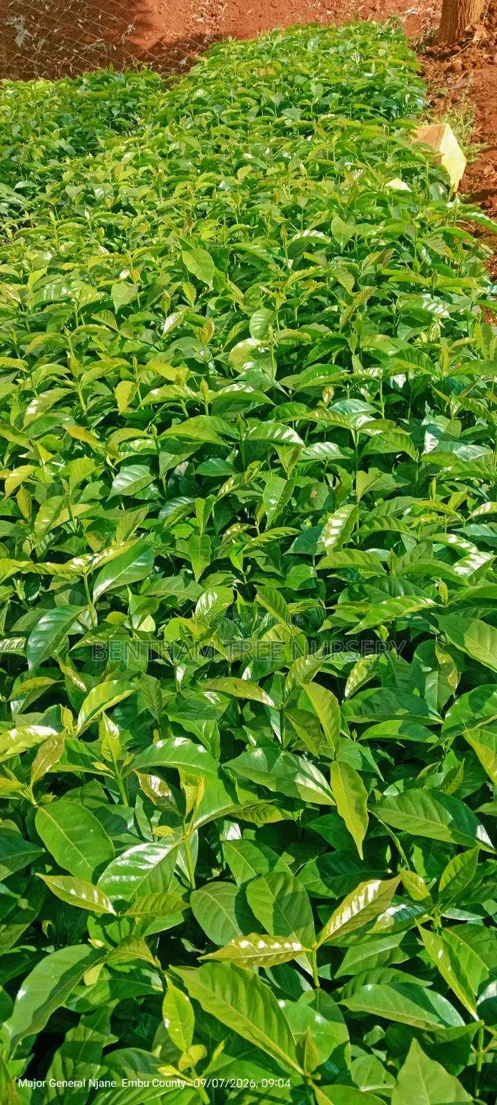 Batian Coffee Seedlings