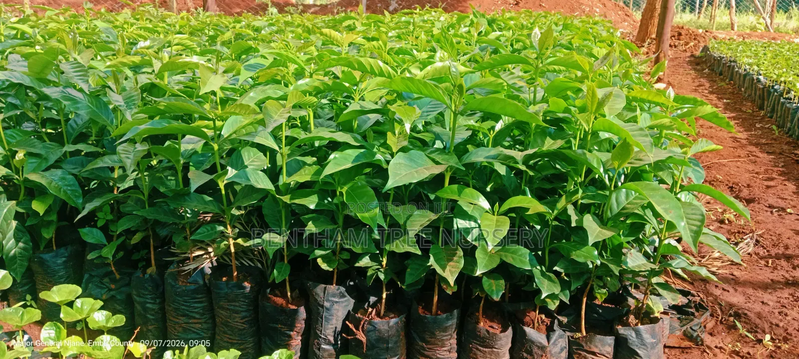 Batian Coffee Seedlings