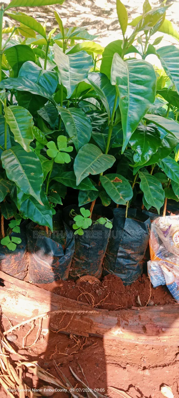 Batian Coffee Seedlings