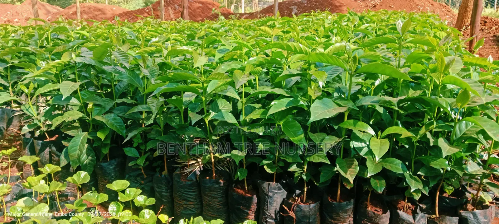 Batian Coffee Seedlings