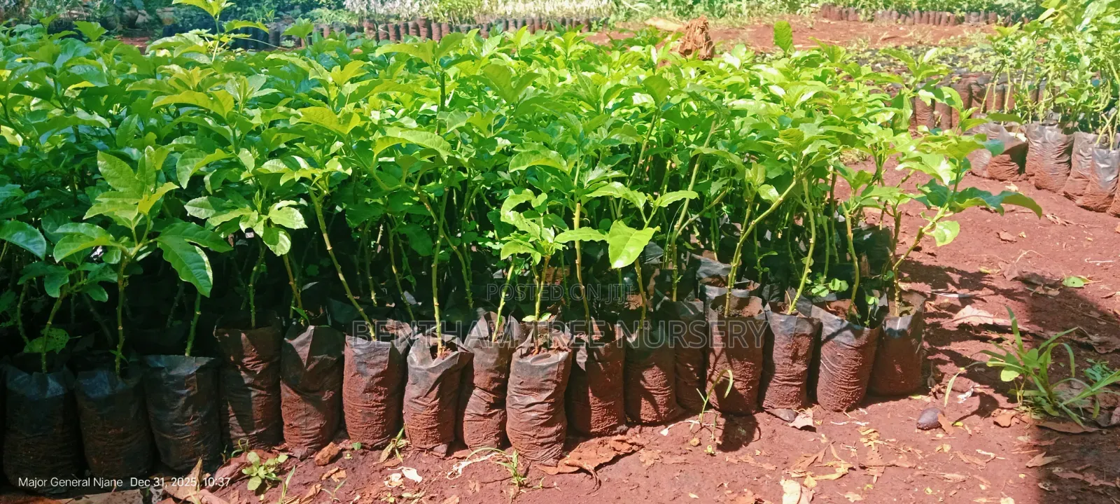 Passion Fruits Seedlings