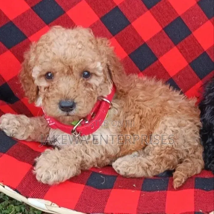 1-3 months Male Purebred Poodle