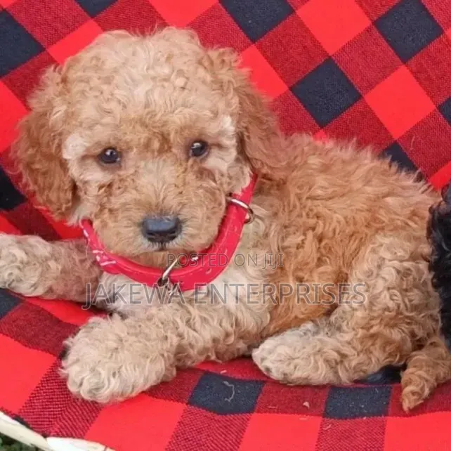 1-3 months Male Purebred Poodle