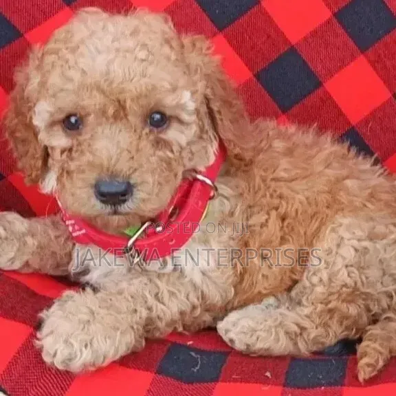 1-3 months Male Purebred Maltipoo