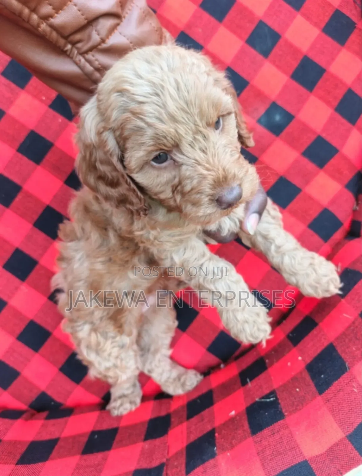 1-3 months Male Purebred Cockapoo