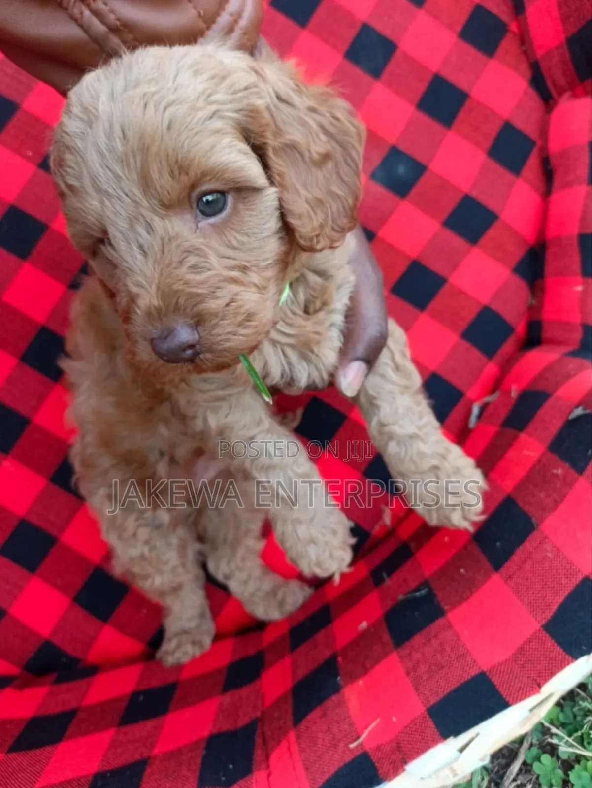 1-3 months Male Purebred Cockapoo