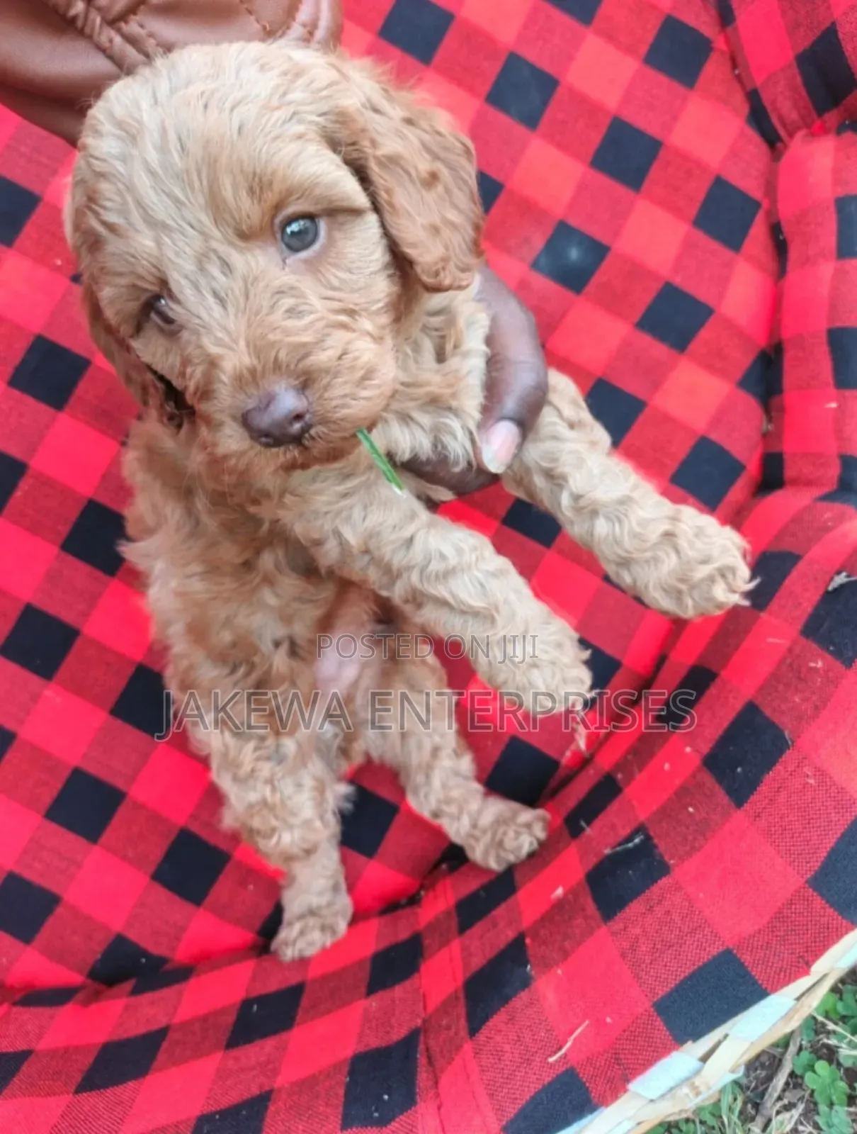1-3 months Male Purebred Cockapoo