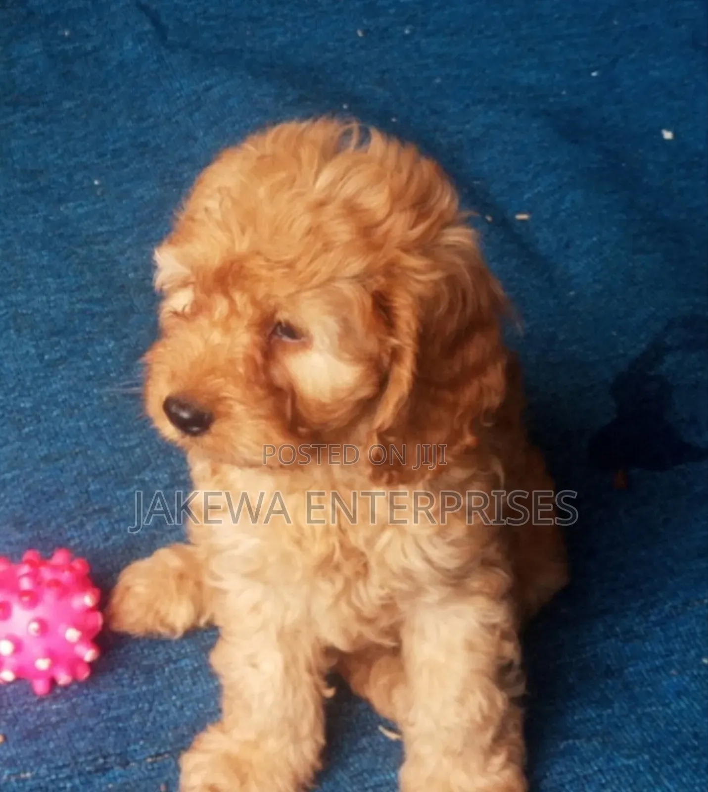1-3 months Male Purebred Cockapoo