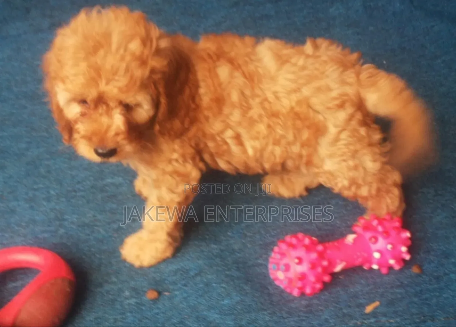 1-3 months Male Purebred Cockapoo