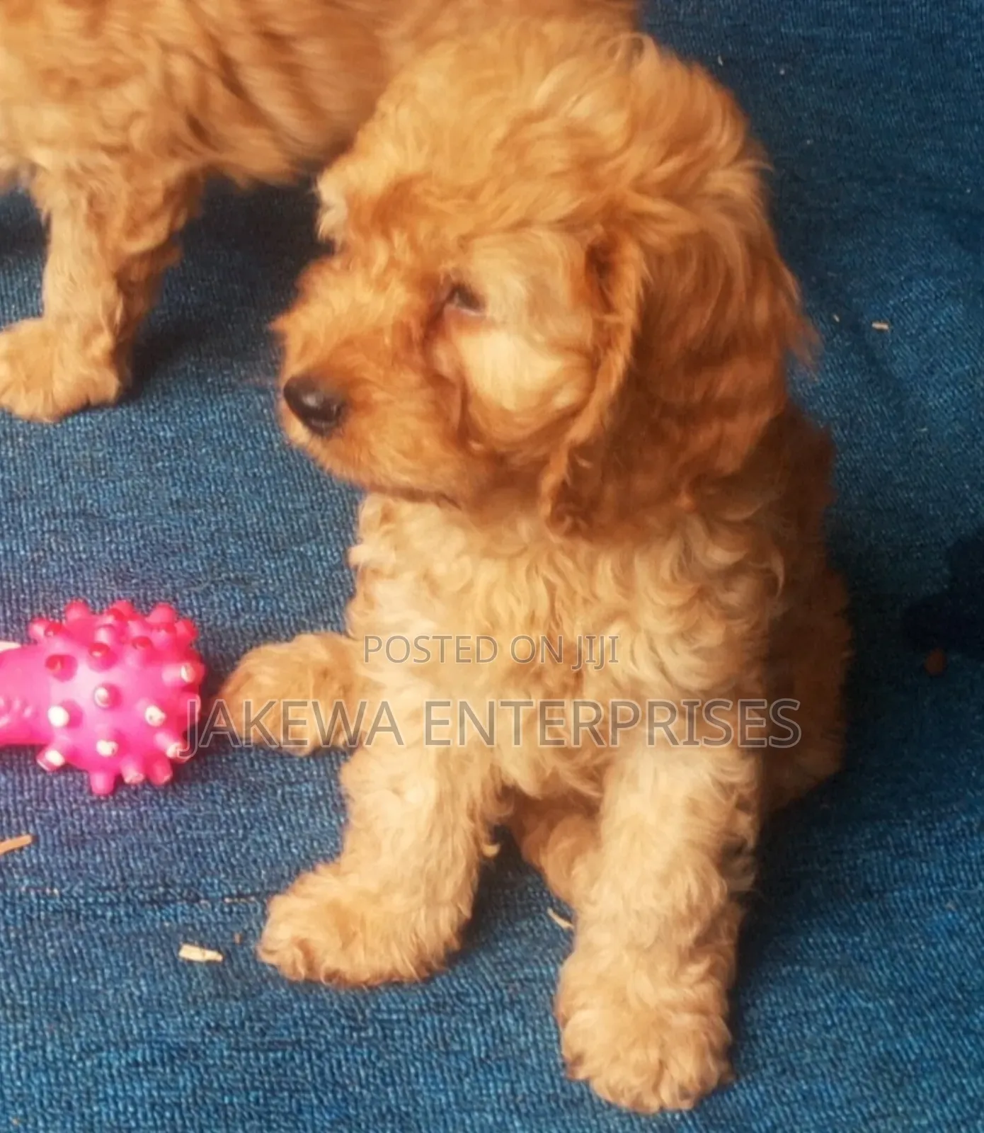 1-3 months Female Purebred Cockapoo