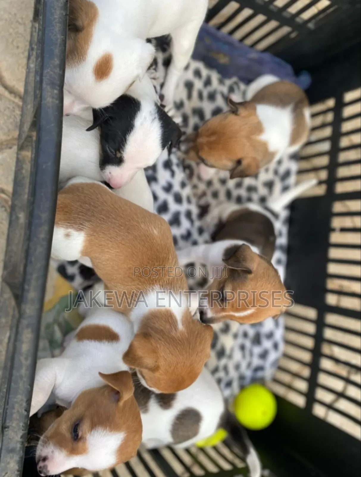 1-3 months Male Purebred Jack Russell Terrier