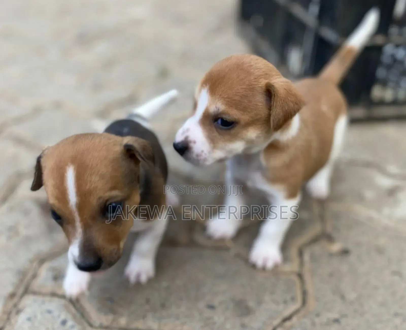 1-3 months Female Purebred Jack Russell Terrier