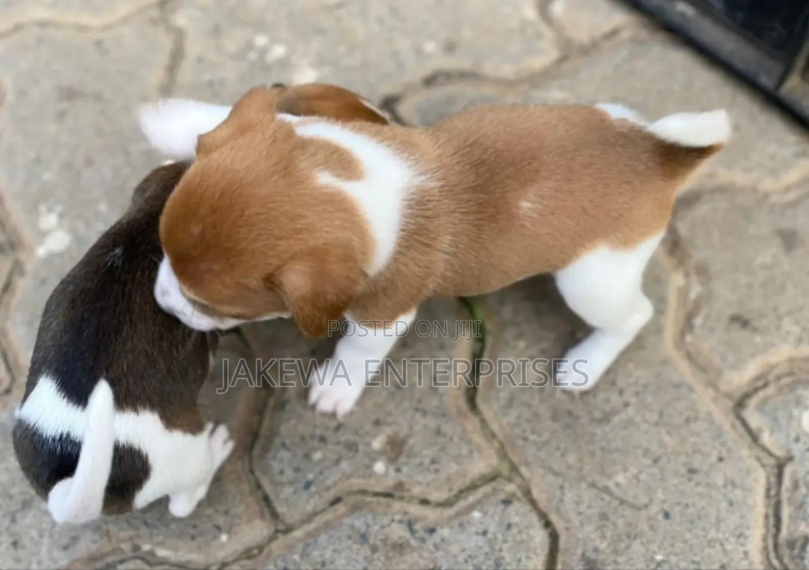 1-3 months Male Purebred Jack Russell Terrier