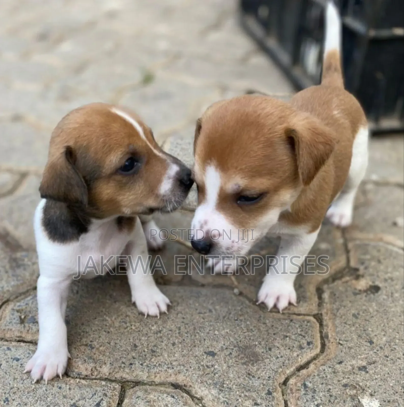 1-3 months Male Purebred Jack Russell Terrier