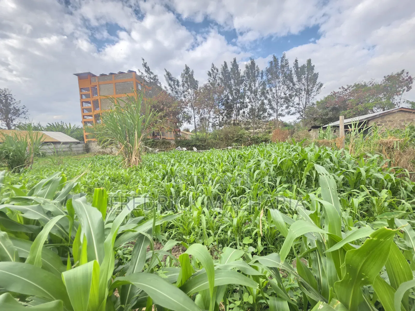 Quarter Acre Residential Plot for Sale at Juja