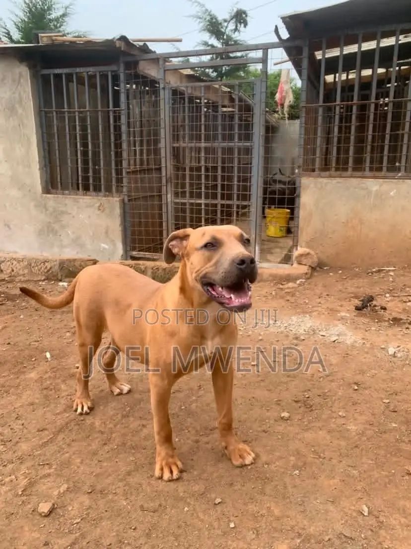 6-12 months Female Purebred Boerboel