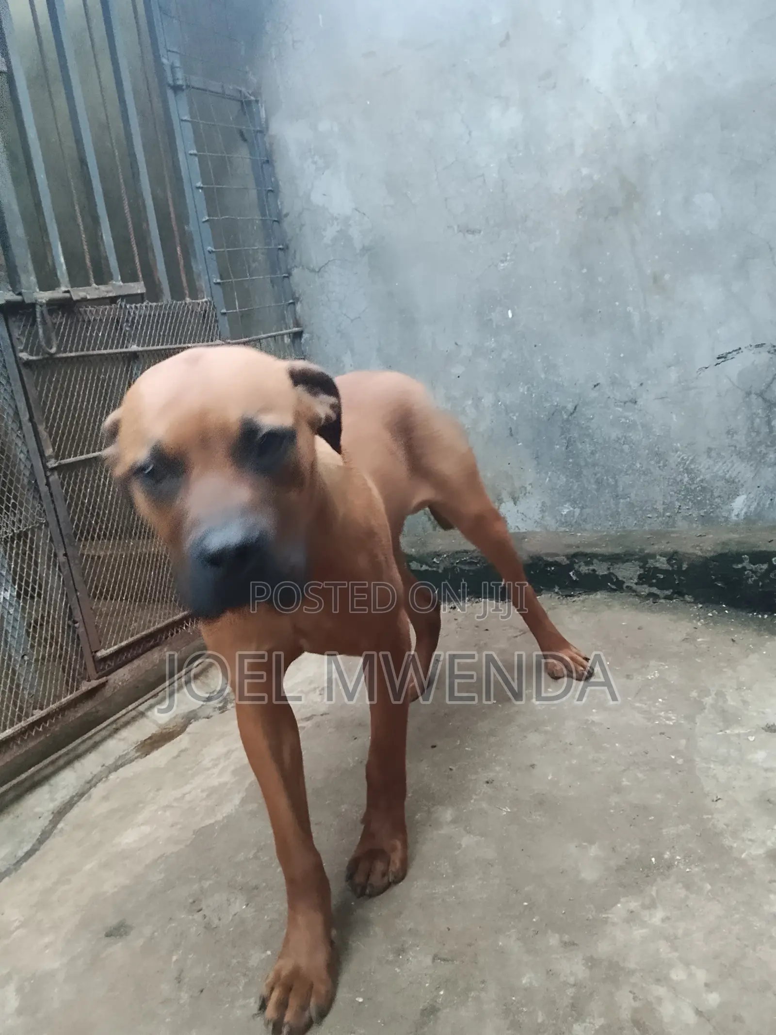 6-12 months Male Purebred Boerboel