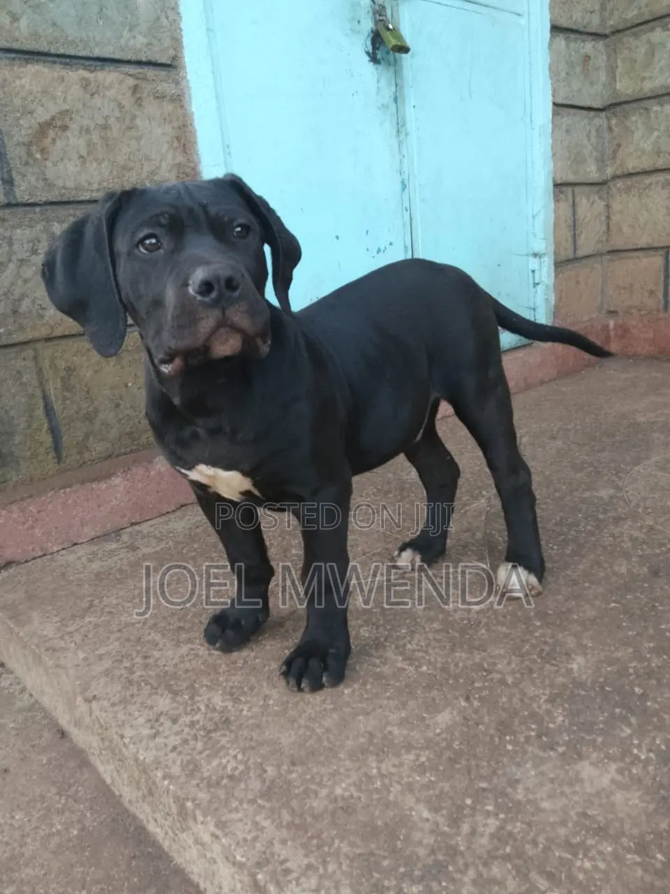 3-6 months Male Purebred Boerboel