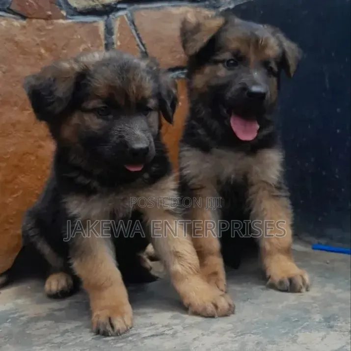 1-3 months Male Purebred German Shepherd