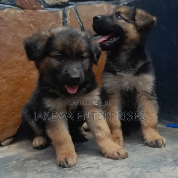 1-3 months Female Purebred German Shepherd