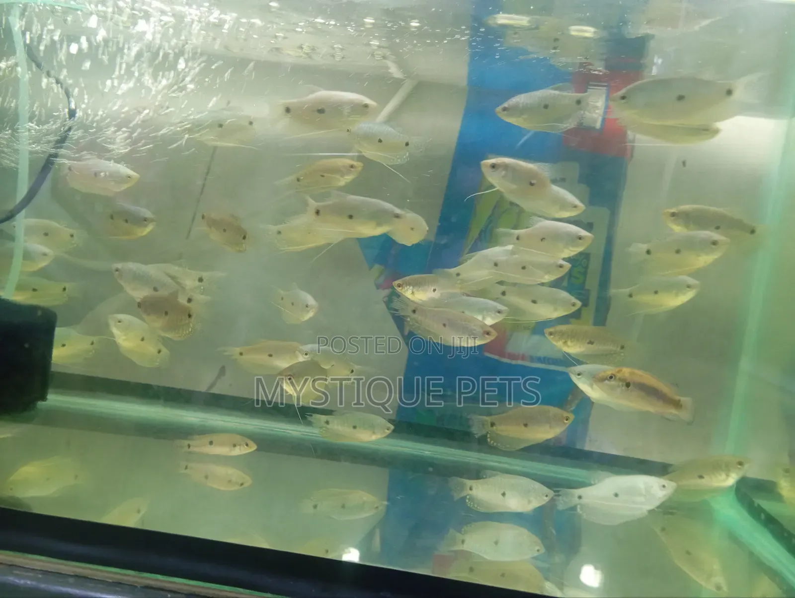Gouramy Fish