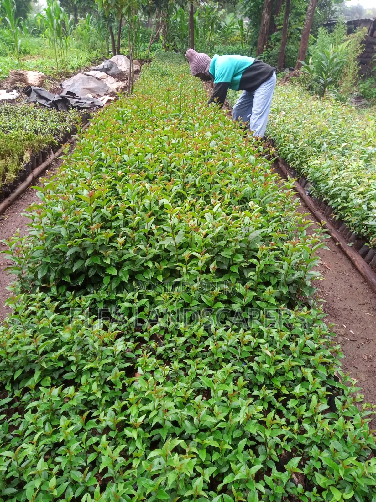 Japonica Fencing plants.Fast Growing Hedge and Very Drought Resistant.
