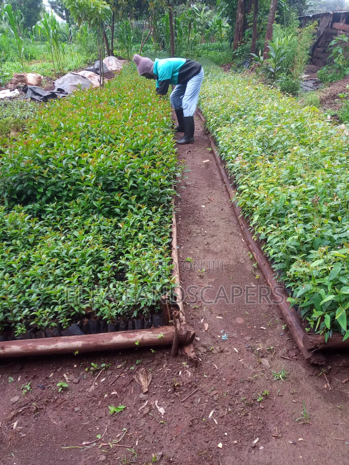 Japonica Fencing plants.Fast Growing Hedge and Very Drought Resistant.