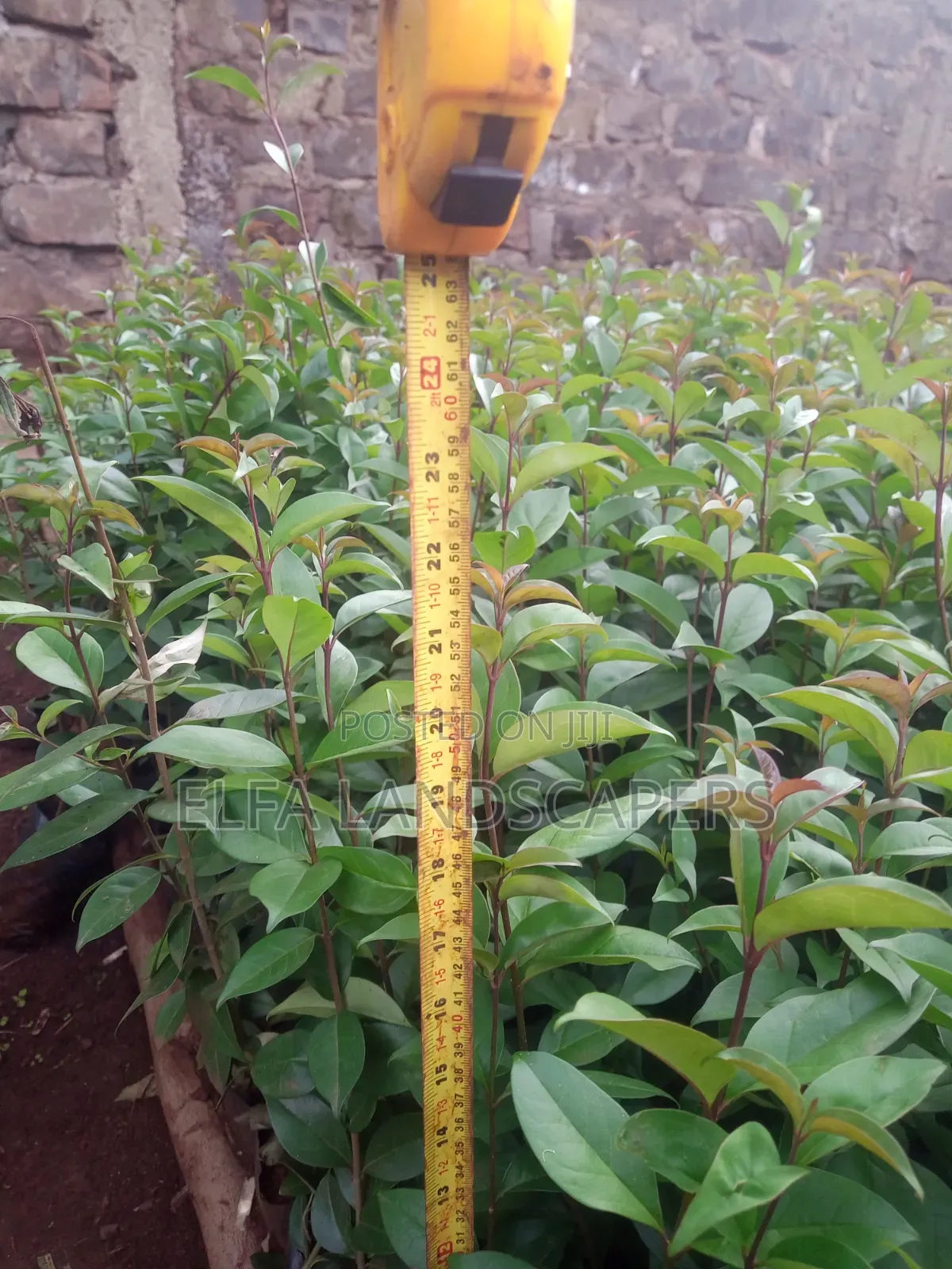 Japonica Fencing plants.Fast Growing Hedge and Very Drought Resistant.